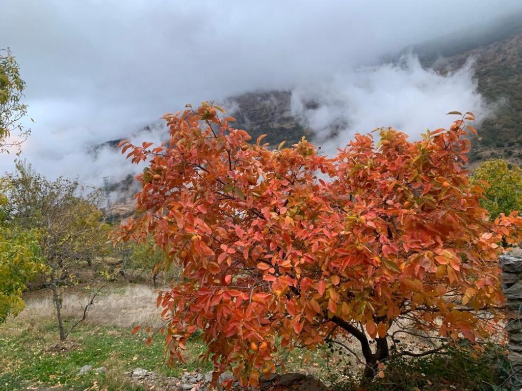 Cortijo Rural El Albercon - Capileira - Alpujarra Rural Villa Dış mekan fotoğraf