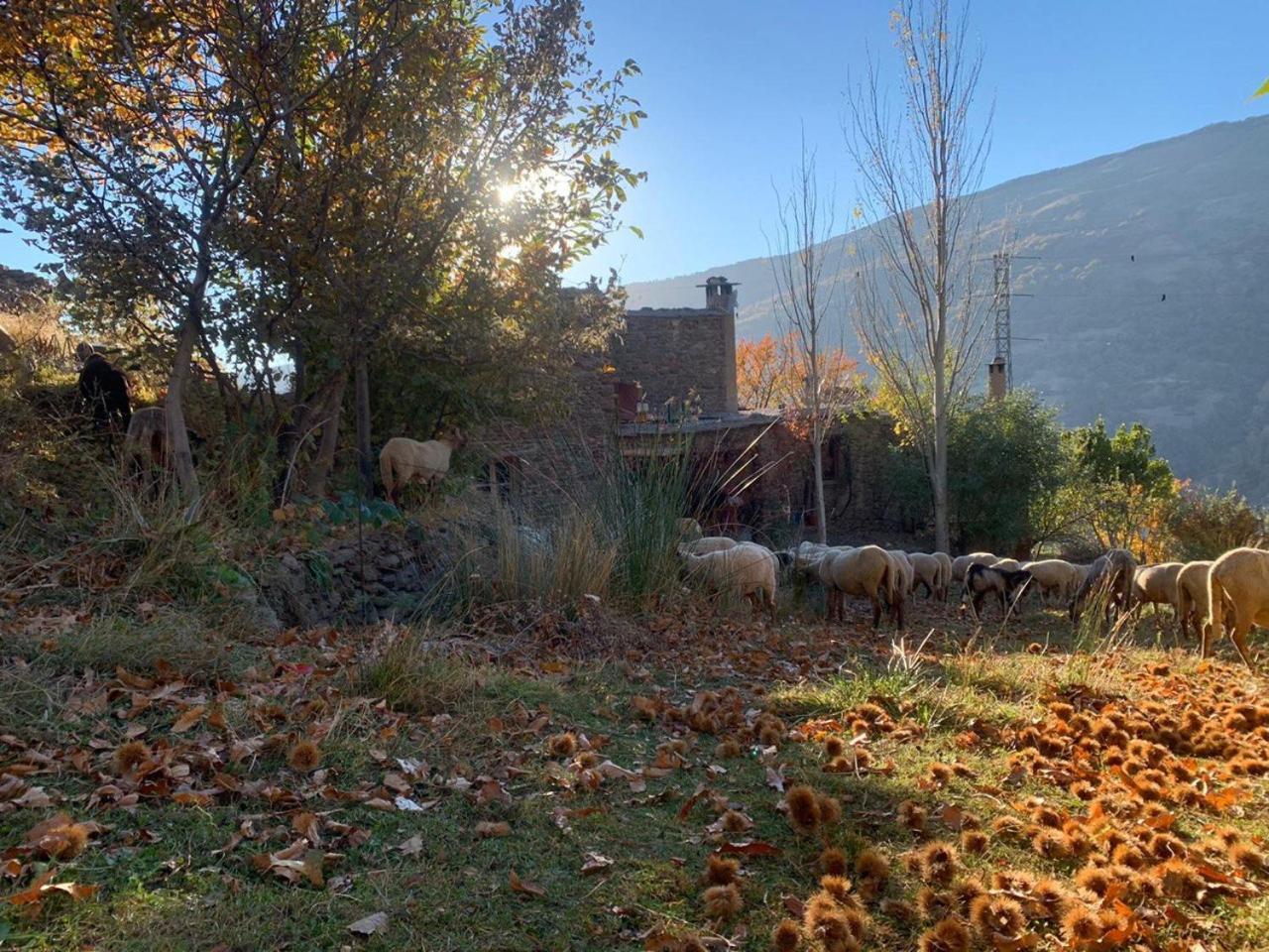 Cortijo Rural El Albercon - Capileira - Alpujarra Rural Villa Dış mekan fotoğraf