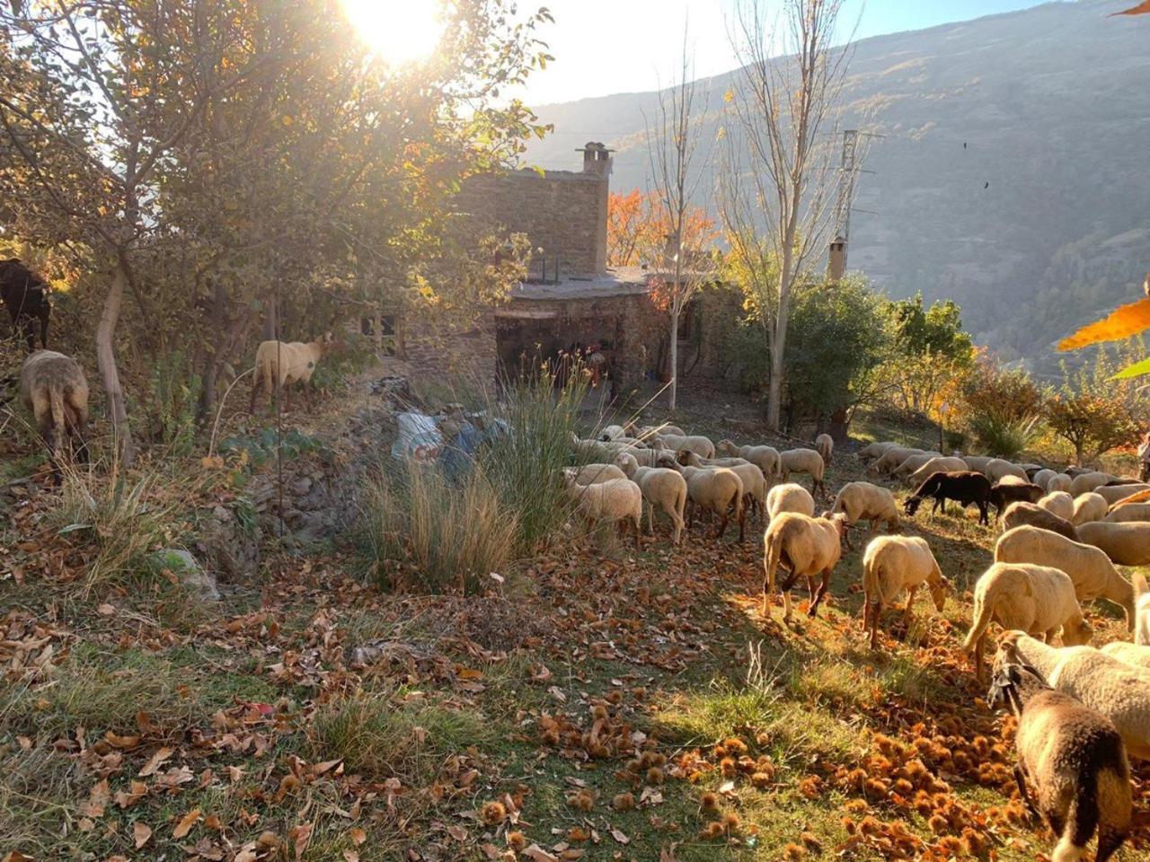 Cortijo Rural El Albercon - Capileira - Alpujarra Rural Villa Dış mekan fotoğraf