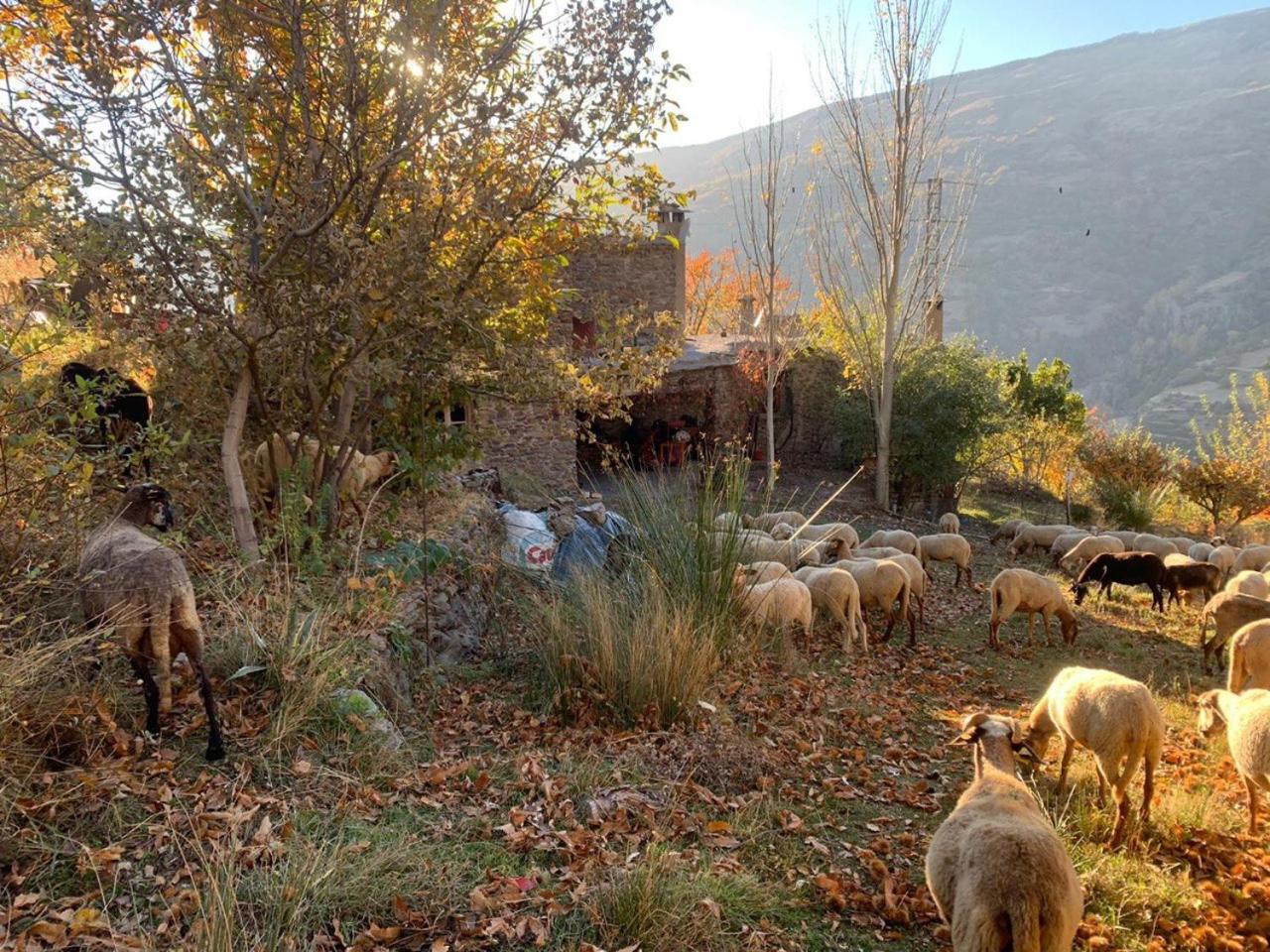Cortijo Rural El Albercon - Capileira - Alpujarra Rural Villa Dış mekan fotoğraf